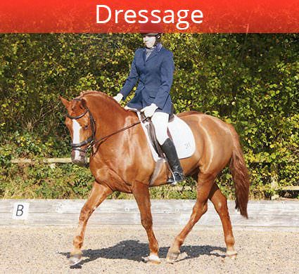 dressage trainer